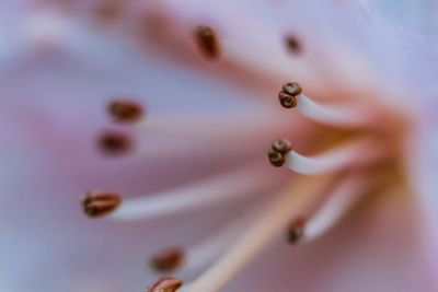 Macro shot of water drops on flower