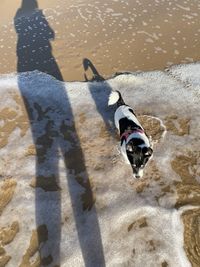 High angle view of dog