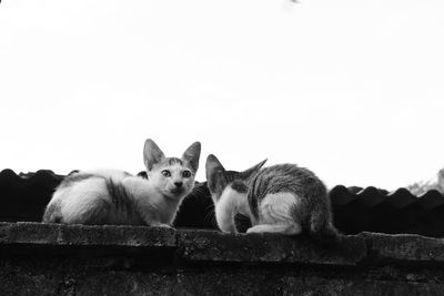Cats relaxing against clear sky