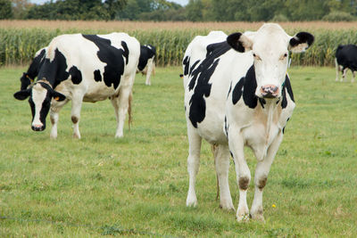 Black and white holstein cows grazing in a field in brittany