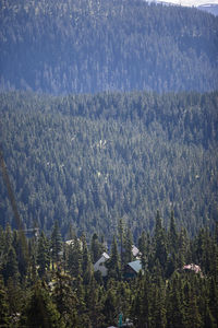 High angle view of pine trees in forest