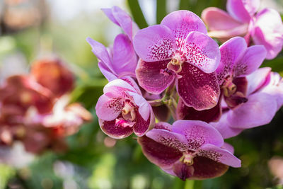 Close-up of pink orchids