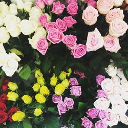 High angle view of multi colored roses