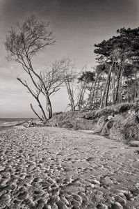 Bare trees on shore against sky