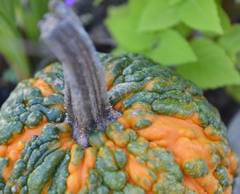 Close-up of vegetables in market