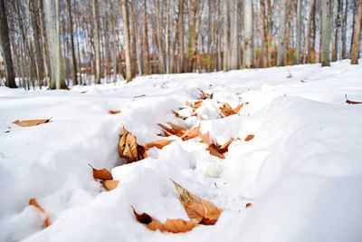 Snow covered land and trees on field during winter