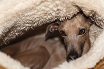 Close-up portrait of dog lying down