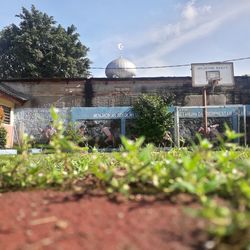 Plants growing in greenhouse against sky