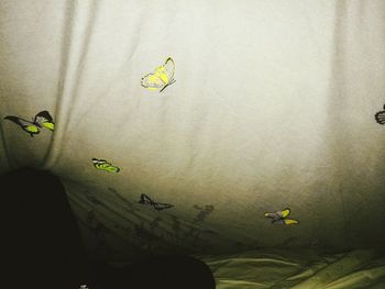 Close-up of yellow insect on plant