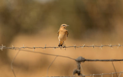 Bird perching on a fence