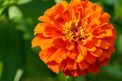 Close-up of orange marigold flower