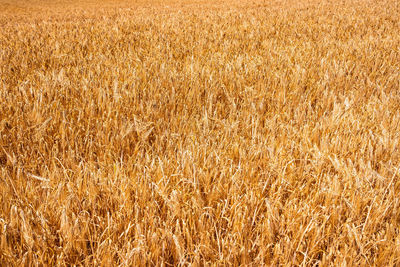 Full frame shot of wheat field