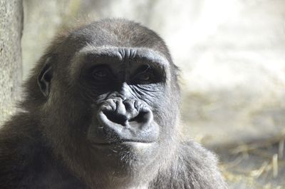 Close-up portrait of monkey