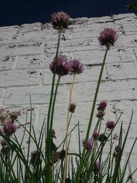 Flowers in bloom