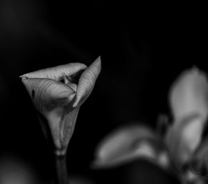 Close-up of hand holding flower over black background