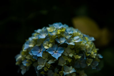 Close-up of hydrangea blooming outdoors