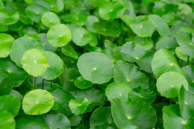 Greenery umbrella leaf of water pennywort raindrops on circle leaves, marsh penny,  indian pennywort