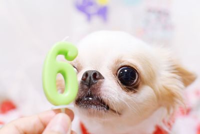 Close-up of a hand holding dog