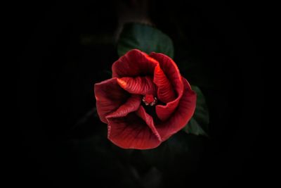 Close-up of red rose against black background