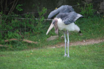 Birds on grassy field