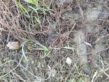 High angle view of bird in nest on field