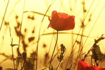 Close-up of red poppy during sunset