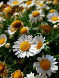 Close-up of white daisy flowers