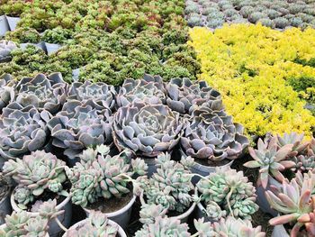 High angle view of succulent plants in garden