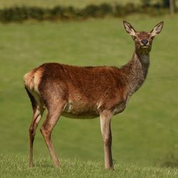 Portrait of deer standing on field