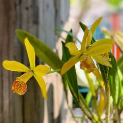 Close-up of yellow flowering plant