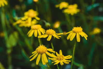 Close-up of yellow flowering plant