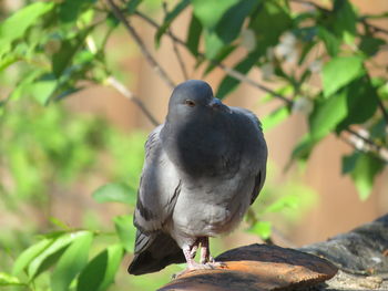 Close-up of bird perching on branch