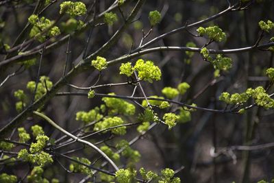 Close-up of flowering plants on tree