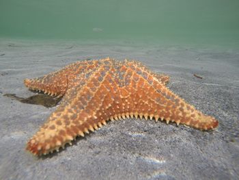 Close-up of lizard on sand