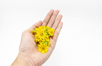 Close-up of hand holding yellow flower against white background