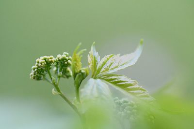 Close-up of flowering plant