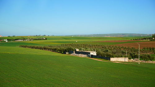 Scenic view of agricultural field against clear sky