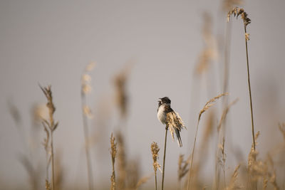 Sparrow singing birdsong while perching on plant