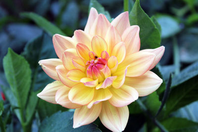 Close-up of pink flower