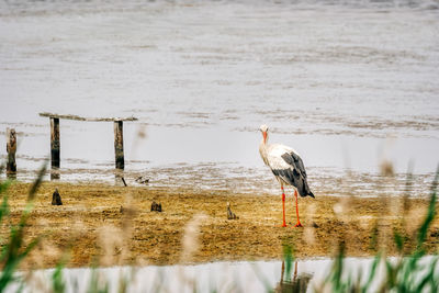 Birds perching on a land