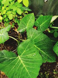 High angle view of raindrops on leaves