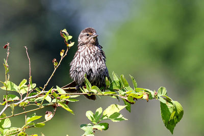 Female red-winged blackbird