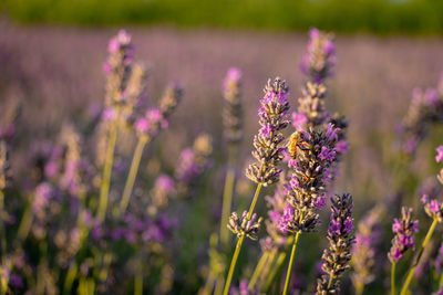 Lavender field and flowers and bees