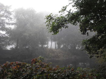 Trees and plants growing on field in forest