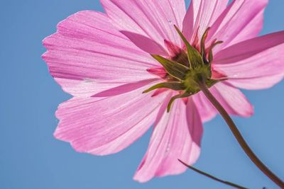 Close-up of pink cosmos flower blooming outdoors