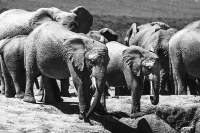 View of sheep on land