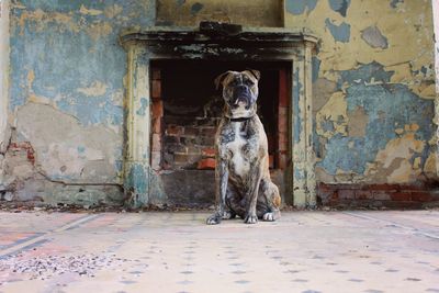 Dog sitting outside door