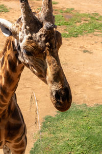 Close-up of a horse on field