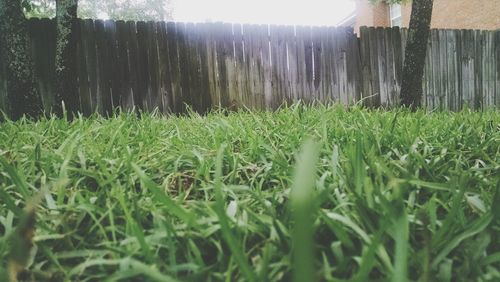 Close-up of grass in field