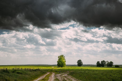 Trees on field against sky